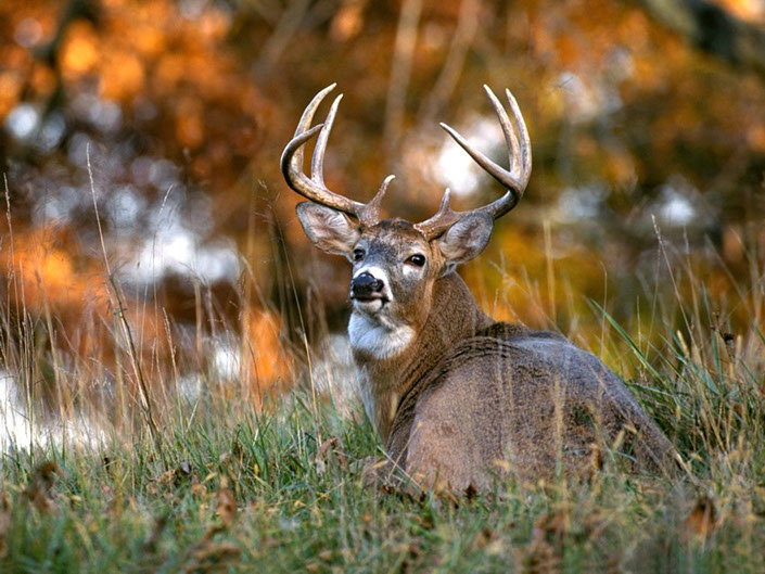 Texas Tech University White-Tailed Deer and Cervids Research Program